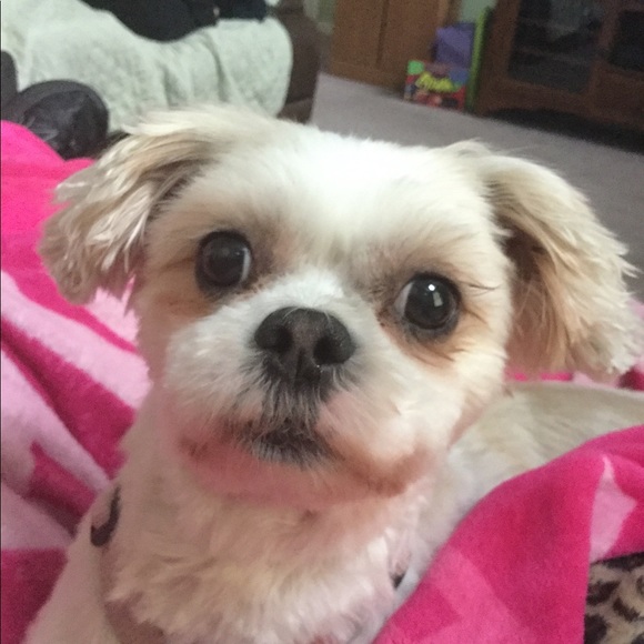 Meet your Posher, Sandy - Picture 4 of 4